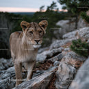 Young Lion Stands on Rocky Terrain Amidst Nature