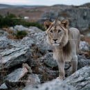 Young Lion Strolling Through Rocky Terrain