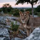 Majestic Young Lion in African Wilderness at Dusk