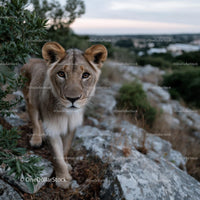 Young Lioness in Rocky Wilderness
