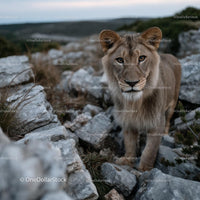 Majestic Lion Exploring Rocky Terrain in the Wilderness