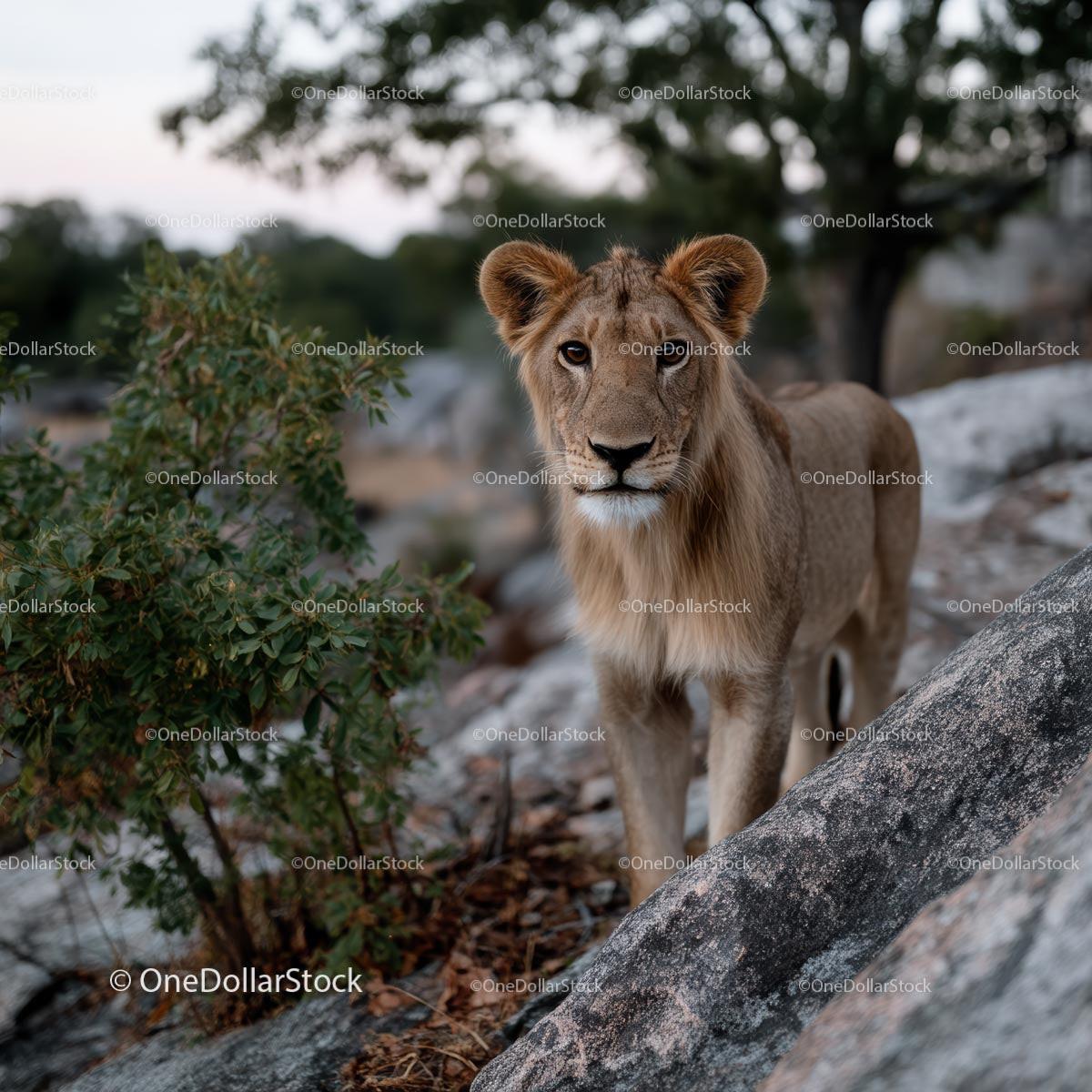 Young Lion Cub in African Wilderness