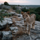 Majestic Lion in Rocky Wilderness Setting