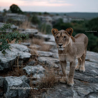 Majestic Lion in Rocky Wilderness Setting