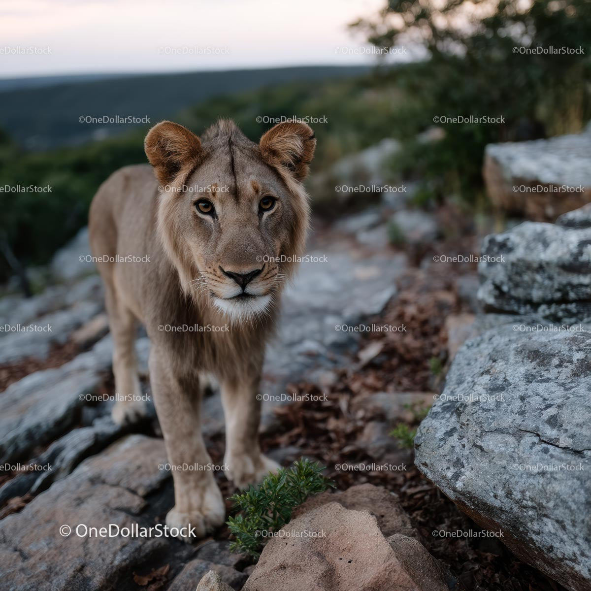 Young Lion in a Rocky African Landscape
