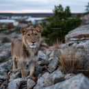 Young Lion Standing on Rocky Terrain in Natural Habitat