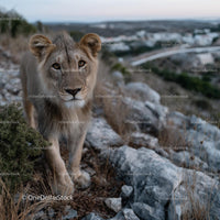 Majestic Lion in Natural Rocky Habitat