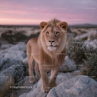 Majestic Lion at Sunset in a Rugged Savannah Landscape