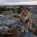 Majestic Lion in Rocky Savannah at Sunset