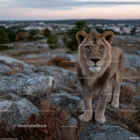 Majestic Lion in Rocky Savannah at Sunset
