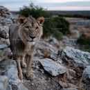 Majestic Lion in Rocky African Landscape
