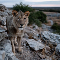 Majestic Lion in Rocky African Landscape