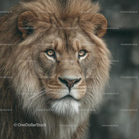 Majestic Lion with Striking Mane in Close-Up Portrait