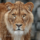 Majestic Lion with Golden Mane in Close-Up Portrait