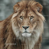 Majestic Lion with Regal Mane Staring in the Wilderness
