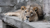 Majestic Lion Resting on Stone Surface