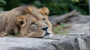 Majestic Lion Resting on Rocks in Serene Setting