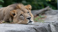 Majestic Lion Resting on Rocks in Serene Setting