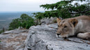 Serene Lion Resting on Rocky Outcrop