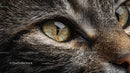 Close-Up of Tabby Cat's Intense Yellow Eye