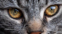 Close-Up of a Tabby Cat's Intense Gaze