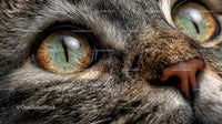 Close-Up of Tabby Cat's Intense Green Eyes