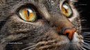 Close-Up Portrait of Tabby Cat with Amber Eyes
