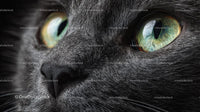 Close-Up of Grey Cat with Striking Green Eyes