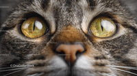 Close-Up of Tabby Cat's Mesmerizing Golden Eyes