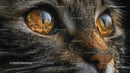 Close-Up of Cat's Intriguing Amber Eyes