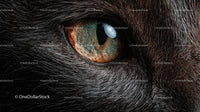 Close-Up of a Cat's Eye with Detailed Fur