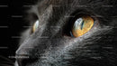 Close-Up of a Cat's Amber Eye Capturing Light