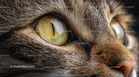 Close-Up of Tabby Cat's Mesmerizing Green Eye