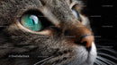 Closeup of a Tabby Cat with Striking Green Eyes