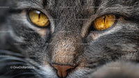 Close-Up of Tabby Cat with Intense Yellow Eyes