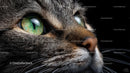 Close-Up of Cat's Intense Green Eyes and Whiskers