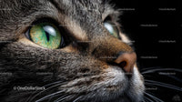 Close-Up of Cat's Intense Green Eyes and Whiskers