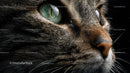 Close-Up of a Tabby Cat's Face with Green Eyes
