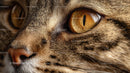 Close-Up of a Tabby Cat's Intense Golden Eye