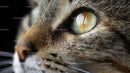 Close-Up of a Tabby Cat's Eye and Whiskers