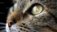 Close-Up of a Tabby Cat's Eye and Whiskers