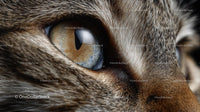 Close-Up of a Cat's Eye with Detailed Fur Texture
