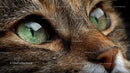 Close-Up of Tabby Cat's Intense Green Eyes