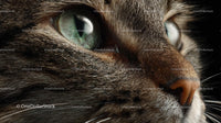 Close-Up of Tabby Cat's Face with Green Eyes
