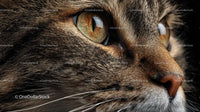 Close-Up of a Tabby Cat's Intense Gaze