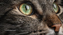 Close-Up of Green-Eyed Tabby Cat