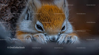 Adorable Squirrel with Curious Eyes in Natural Habitat