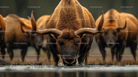 Majestic Bull with Impressive Horns at Water's Edge