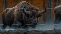 Majestic Bison in Misty Autumn Forest Scene
