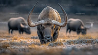 Majestic Bison in Natural Grassland Habitat